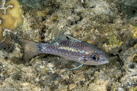 Pristiapogon kallopterus (Iridescent Cardinalfish)