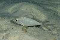 Gerres longirostris (Longtail Silverbiddy)