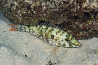 Lethrinus obsoletus (Orange-Striped Emperor)