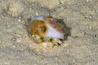 Dardanus deformis (Pale Anemone Hermit Crab)
