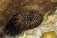 Echinometra mathaei (Rock-Boring Urchin)