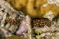 Holothuria hilla (Light-Spotted Sea Cucumber)