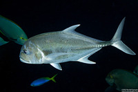 Caranx ignobilis (Giant Trevally)