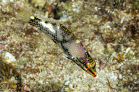 Halichoeres hortulanus (Checkerboard Wrasse)