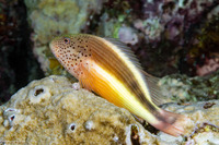 Paracirrhites forsteri (Freckled Hawkfish)