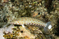 Parapercis millepunctata (Blackdotted Sandperch)