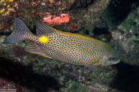 Siganus lineatus (Lined Rabbitfish)