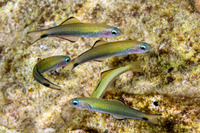 Ptereleotris zebra (Zebra Dartfish)