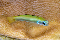 Ptereleotris zebra (Zebra Dartfish)