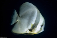 Platax teira (Longfin Spadefish)
