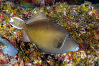 Sufflamen chrysopterum (Flagtail Triggerfish)