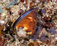 Conus virgo (Virgin Cone)