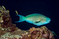 Scarus rubroviolaceus (Redlip Parrotfish)