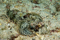 Scorpaenopsis oxycephala (Tasseled Scorpionfish)