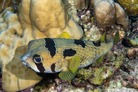 Diodon liturosus (Black-Blotched Porcupinefish)