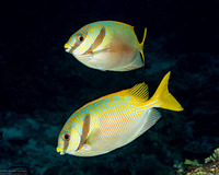 Siganus doliatus (Barred Rabbitfish)