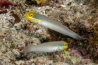 Valenciennea strigata (Bluestreak Goby)