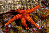 Fromia hemiopla (Armored Sea Star)