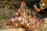 Oxylebius pictus (Painted Greenling)