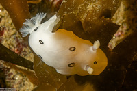 Diaulula sandiegensis (San Diego Dorid)