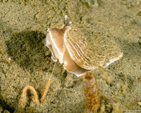 Armina californica (California Armina)
