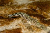 Ophiodon elongatus (Lingcod)