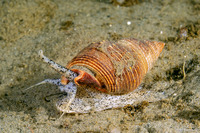 Nassarius fossatus (Giant Western Nassa)
