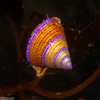 Calliostoma annulatum (Blue-Ring Top Snail)