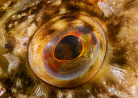 Scorpaenichthys marmoratus (Cabezon)