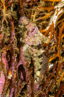 Artedius corallinus (Coralline Sculpin)