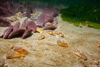 Haminoea vesicula (White Bubble Snail)