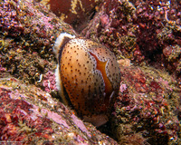 Neobernaya spadicea (Chestnut Cowry)