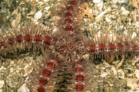 Ophiothrix spiculata (Spiny Brittle Star)