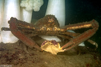 Loxorhynchus crispatus (Masking Crab)