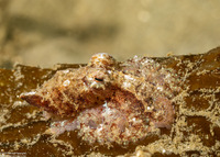 Octopus rubescens (Red Octopus)