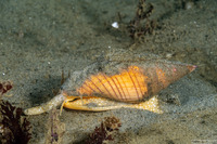 Megasurcula carpenteriana (Carpenter's Turrid)