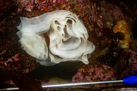 Berthella chacei (White Berthella)