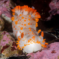 Triopha catalinae (Catalina Triopha)