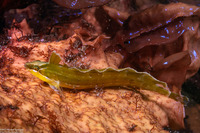 Gibbonsia montereyensis (Crevice Kelpfish)