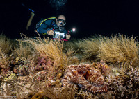 Octopus cyanea (Day Octopus)