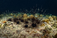 Diadema setosum (Black Longspine Sea Urchin)