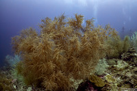 Myriopathes cf. japonica (Myriopathes cf. japonica)