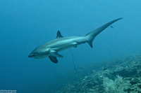 Alopias pelagicus (Pelagic Thresher Shark)