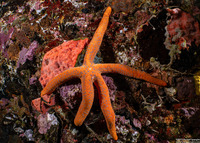 Linckia laevigata (Blue Sea Star)