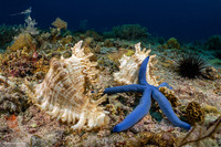 Chicoreus ramosus (Ramose Murex)