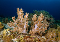 Litophyton arboreum (Litophyton Arboreum)