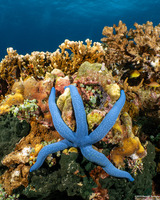 Linckia laevigata (Blue Sea Star)