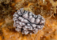 Phyllidiopsis fissurata (Phyllidiopsis Fissurata)