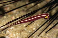 Diademichthys lineatus (Urchin Clingfish)