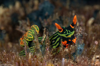 Nembrotha kubaryana (Kubaryana's Nembrotha)